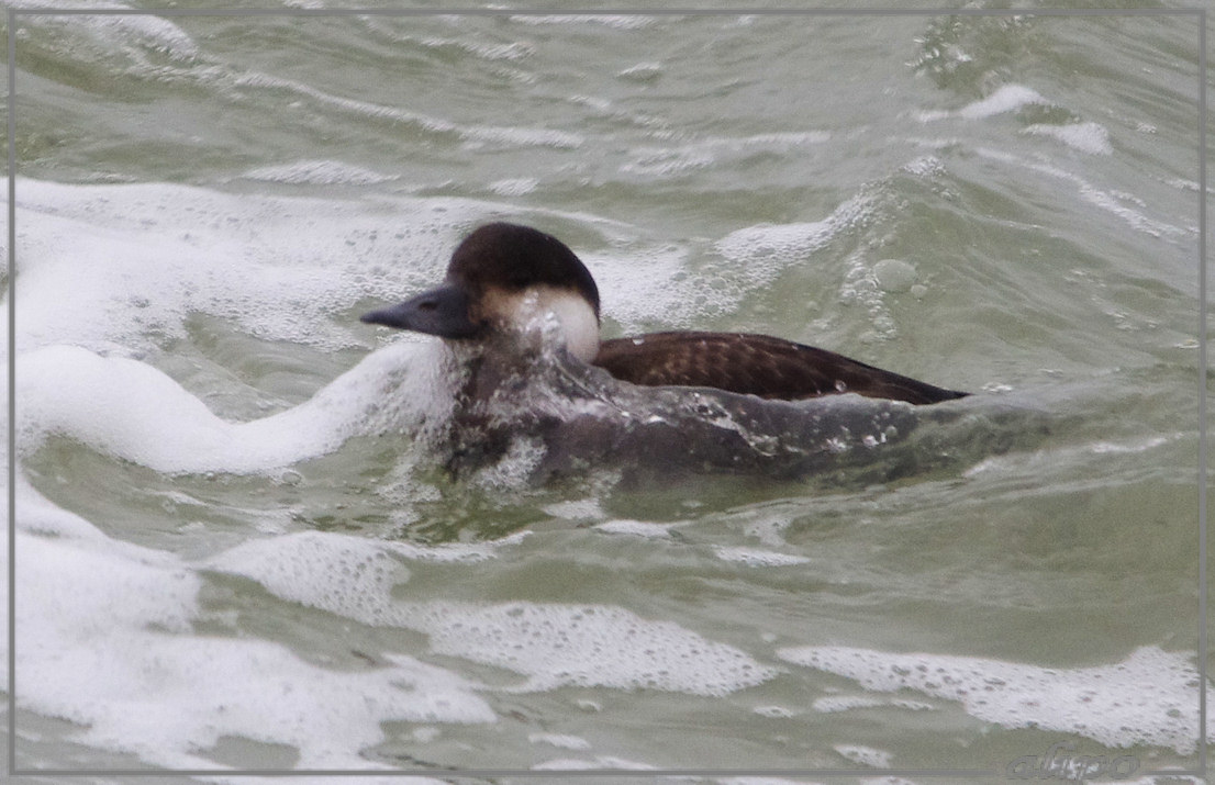 20131203_1544zwarte_zeeeend_pier (5)