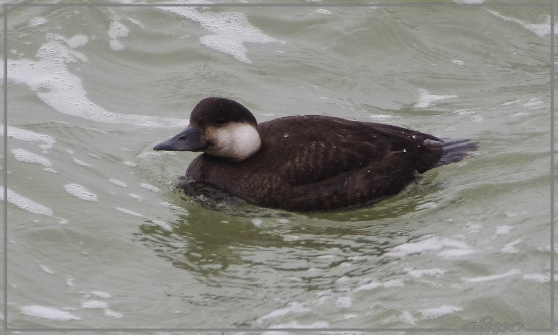 20131203_1544zwarte_zeeeend_pier (8)