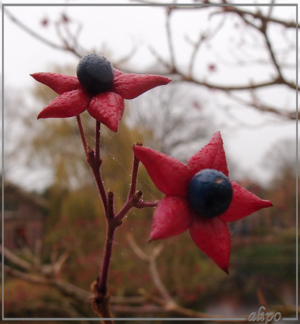 Clerodendron Olympus XZ1