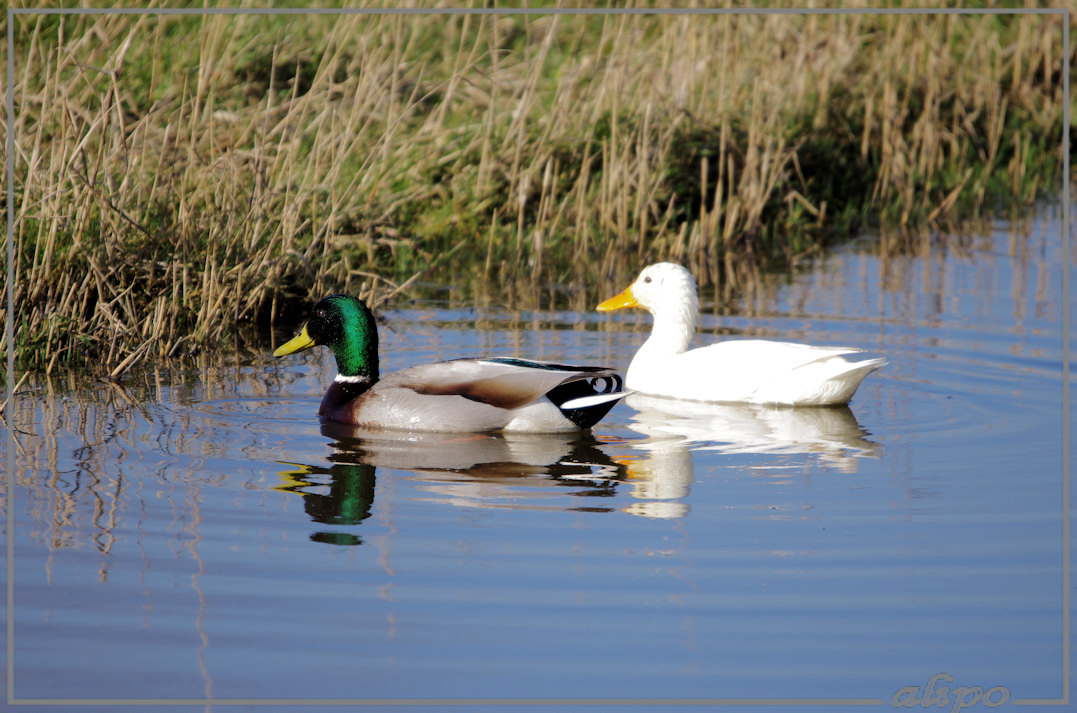 20140305_1528wilde_eenden_Gruijterslandje Pentax K5 400mm