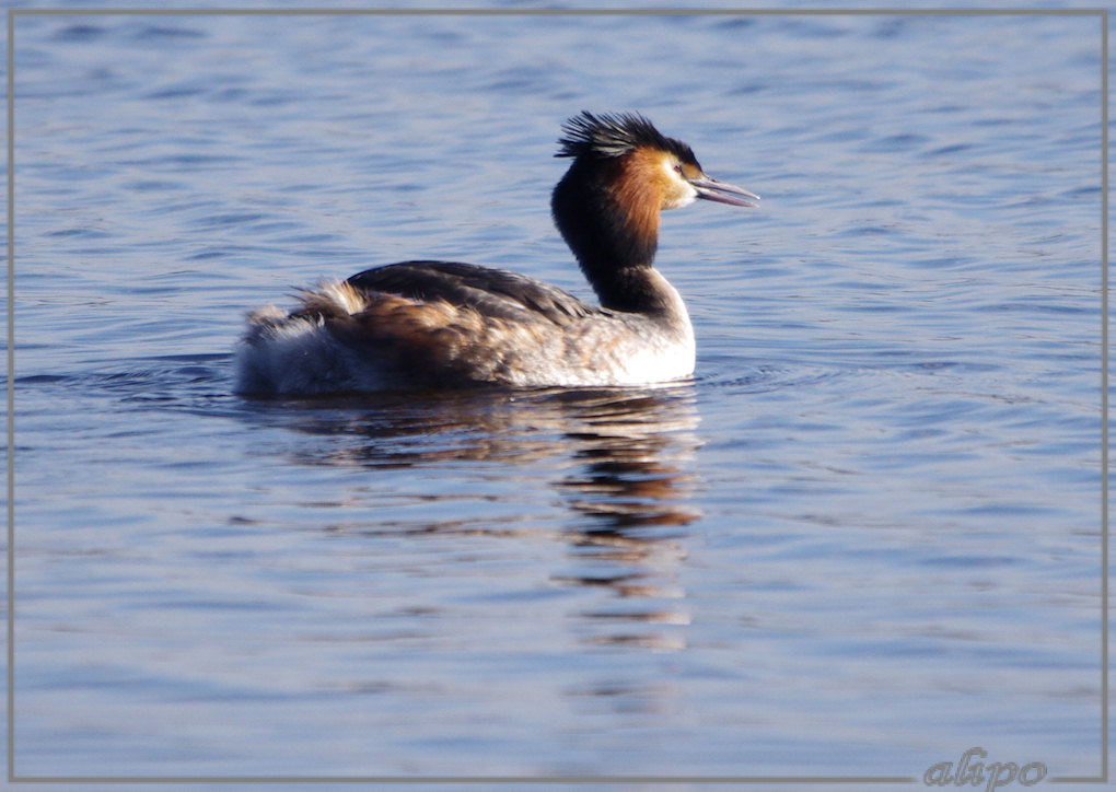 20140305_1542fuut_Gruijterslandje2