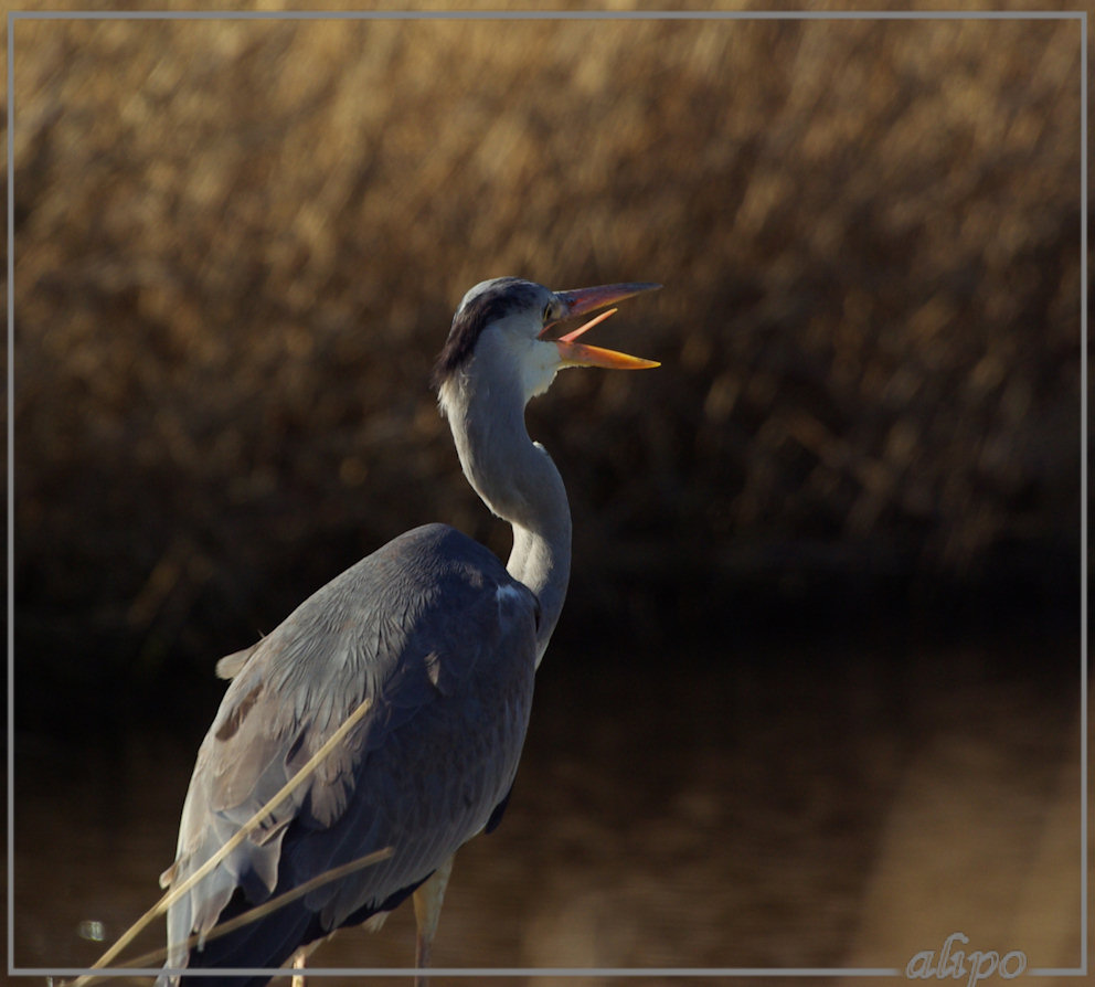 20140309_1536reiger_Gruijterslandje2