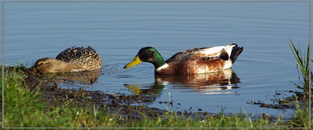 20140309_1551wilde_eenden_Gruijterslandje2