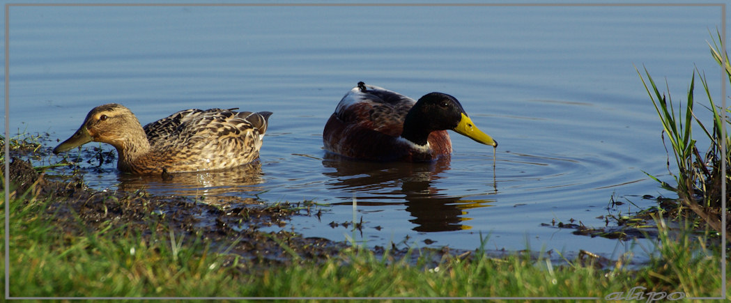 20140309_1551wilde_eenden_Gruijterslandje3