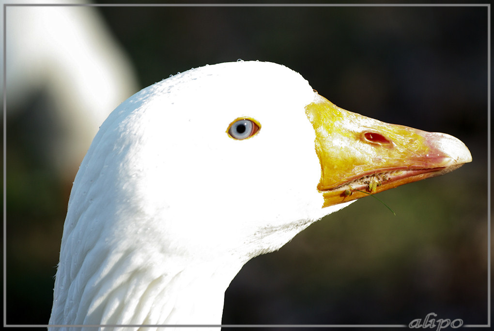 20140311_1557witte_gans_Beverwijk2 Pentax K10D 300mm