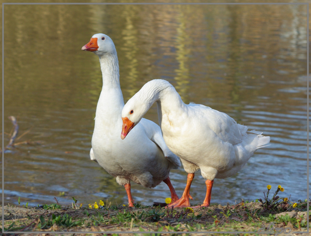 20140311_1603witte_ganzen_Beverwijk (7) Pentax K10D 300mm