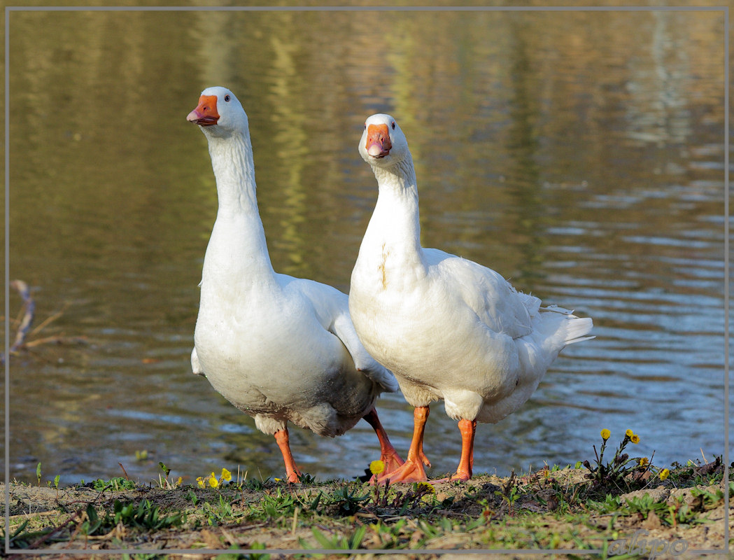 20140311_1603witte_ganzen_Beverwijk (8)  Pentax K10D 300mm