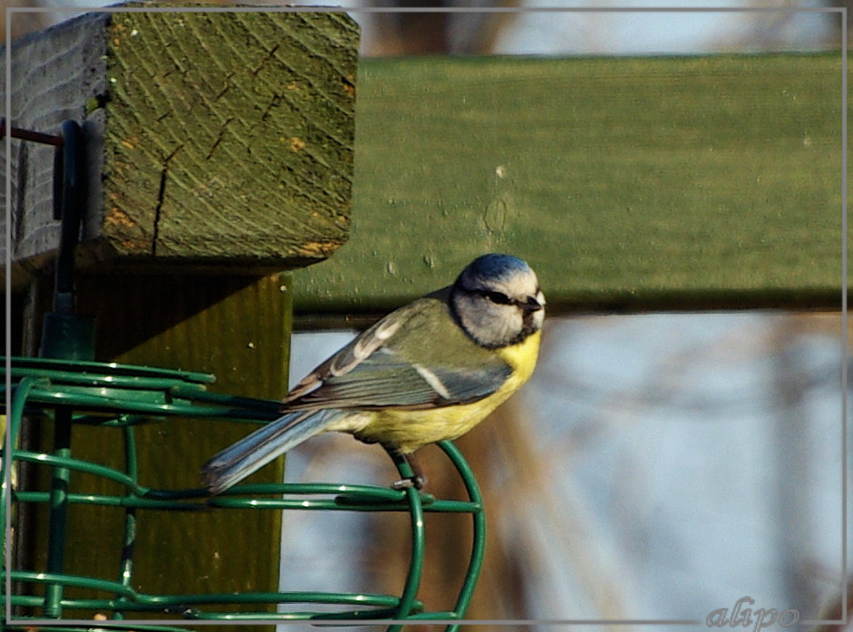 20140311_1638pimpelmees_Beverwijk (5)  Pentax K10D 300mm