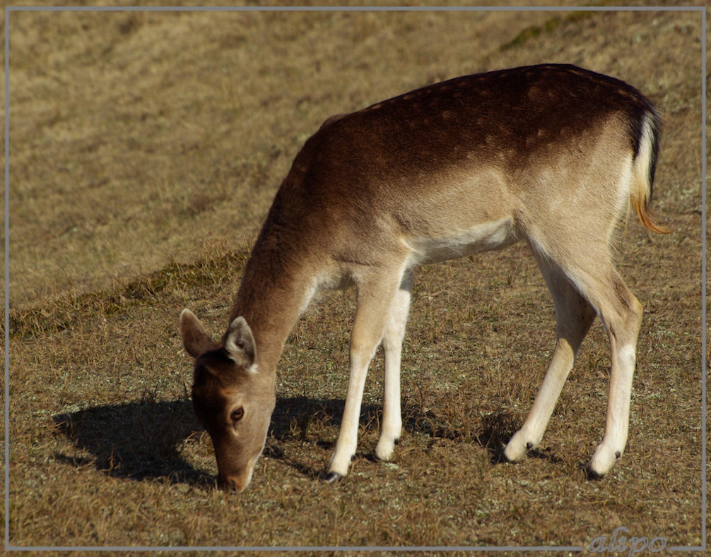 20140312_1444hertjes_Oase_AWD (19)