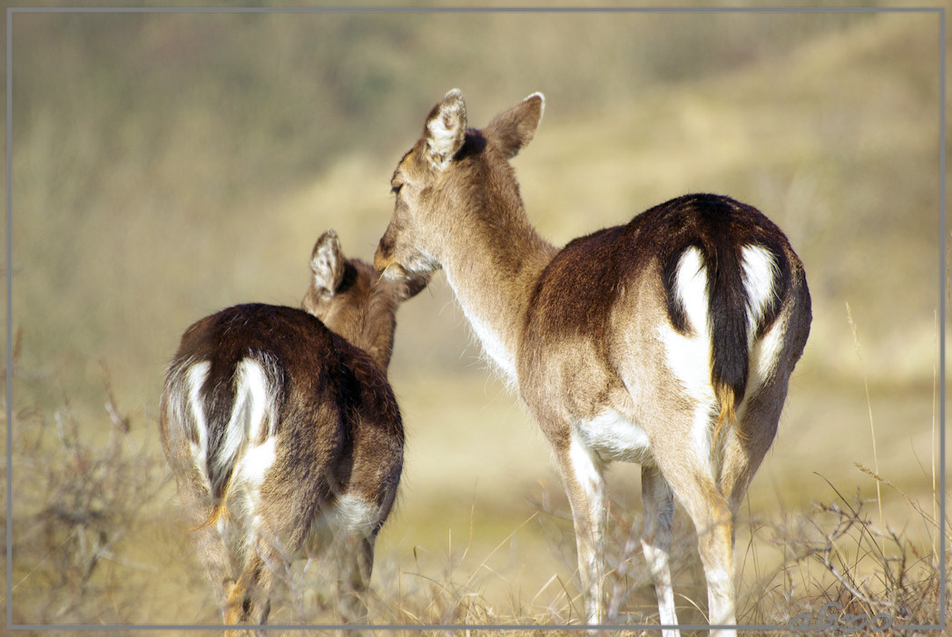 20140312_1444hertjes_Oase_AWD (5) Pentax K10D 300mm