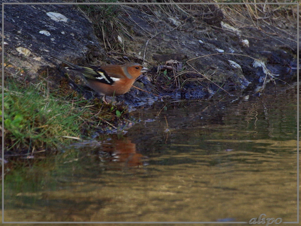 20140312_1457vink_Oase_AWD2