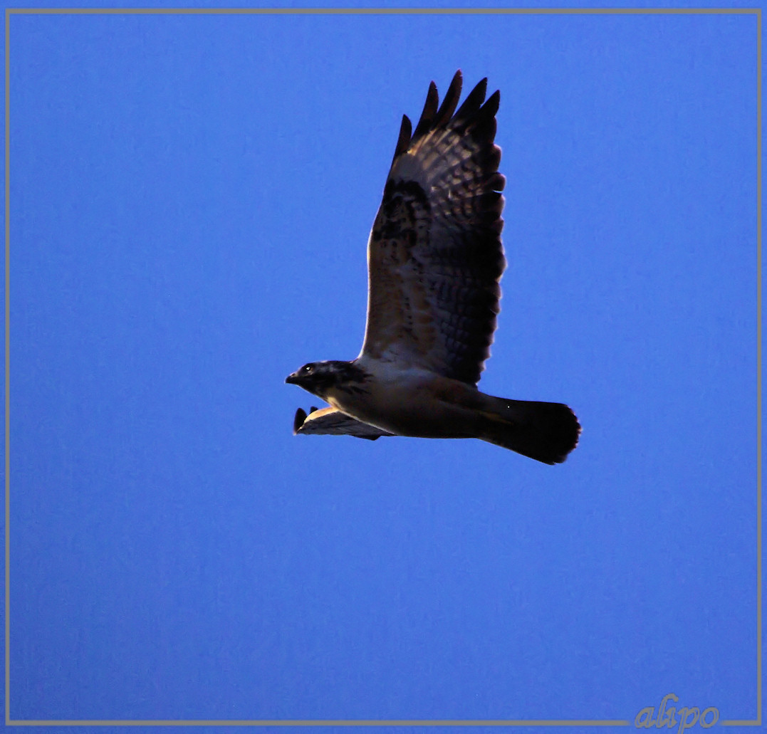 20140312_1506buizerd_Oase_AWD (2)