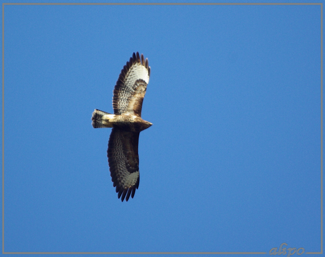 20140312_1506buizerd_Oase_AWD (9)