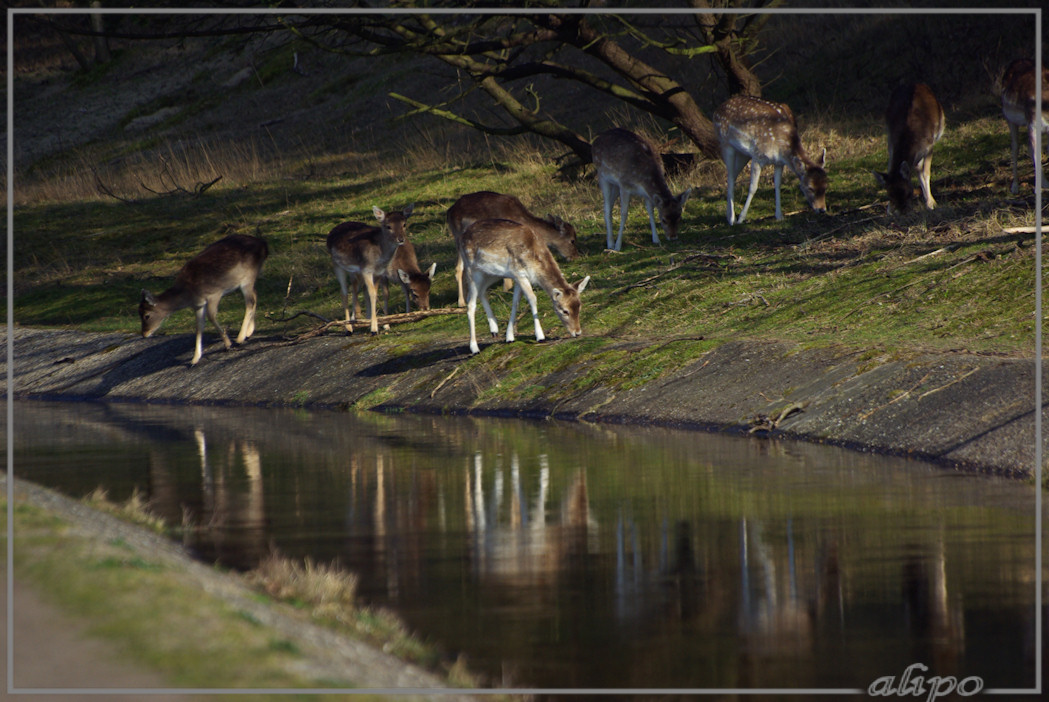 20140312_1522hertjes_Oase_AWD (1)