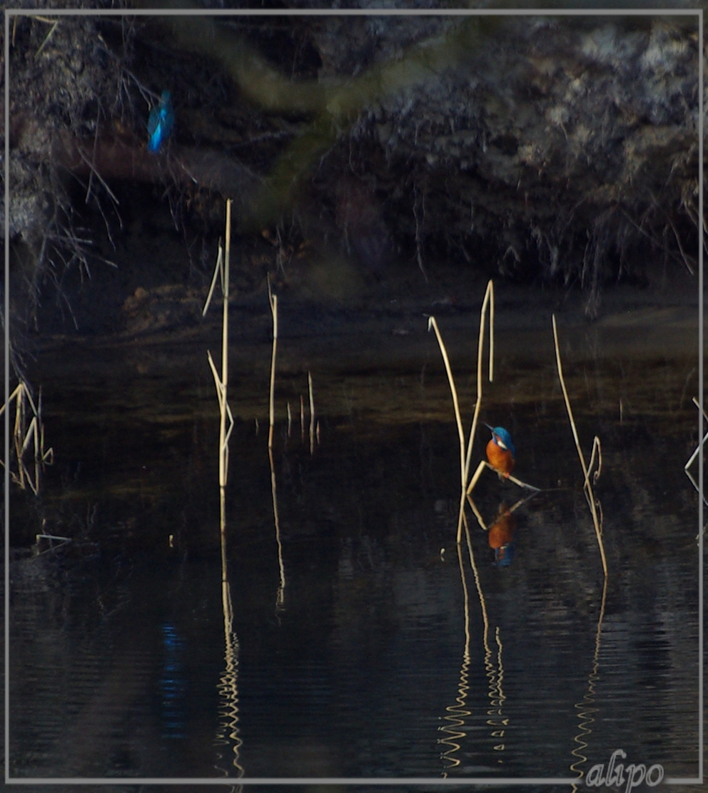 20140312_1557ijsvogels_Oase_AWD (10)