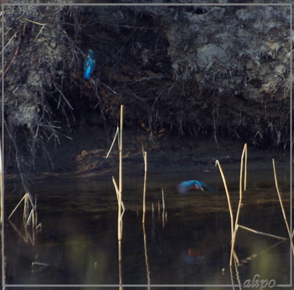 20140312_1557ijsvogels_Oase_AWD (13)