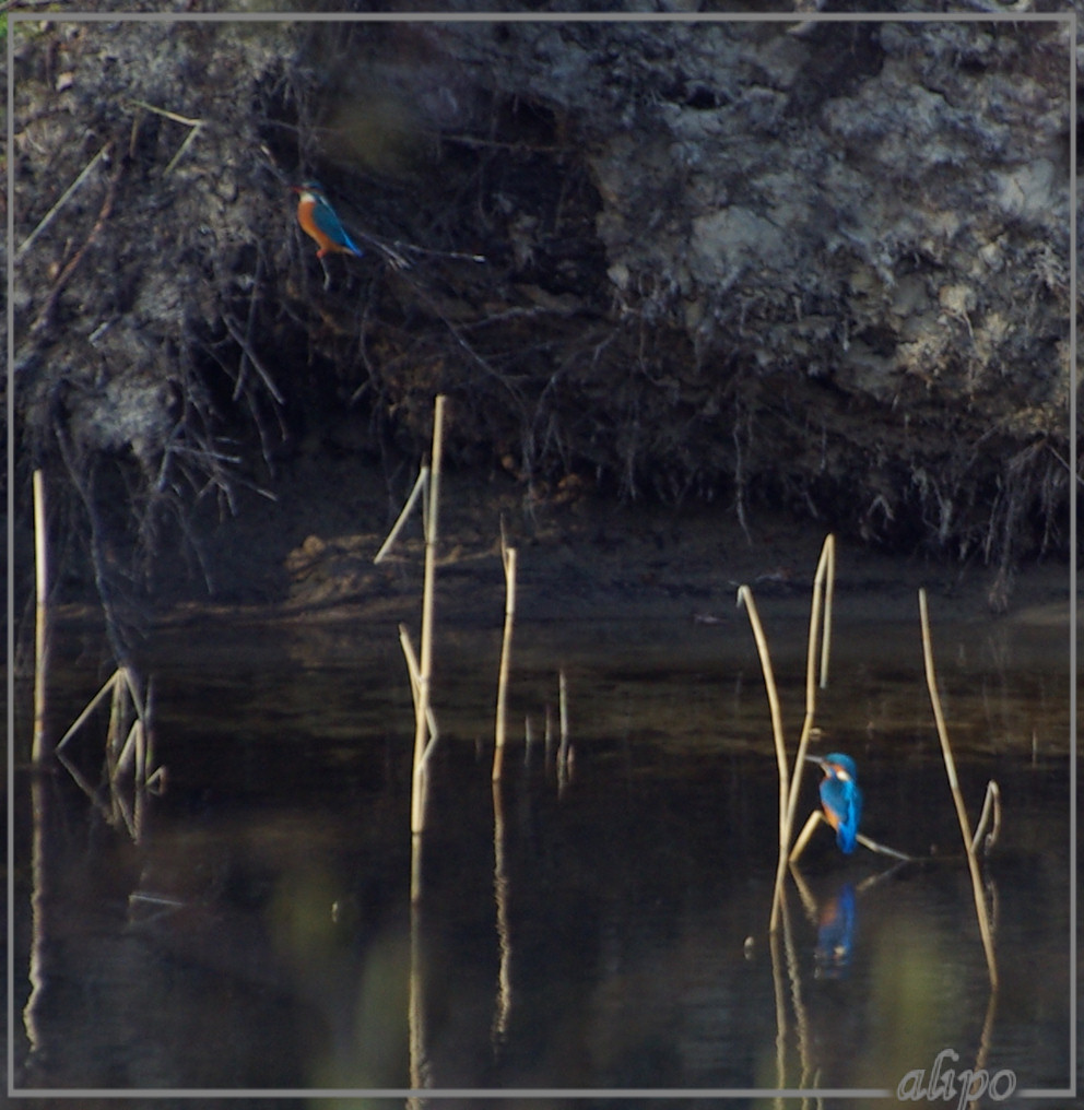 20140312_1557ijsvogels_Oase_AWD (17)