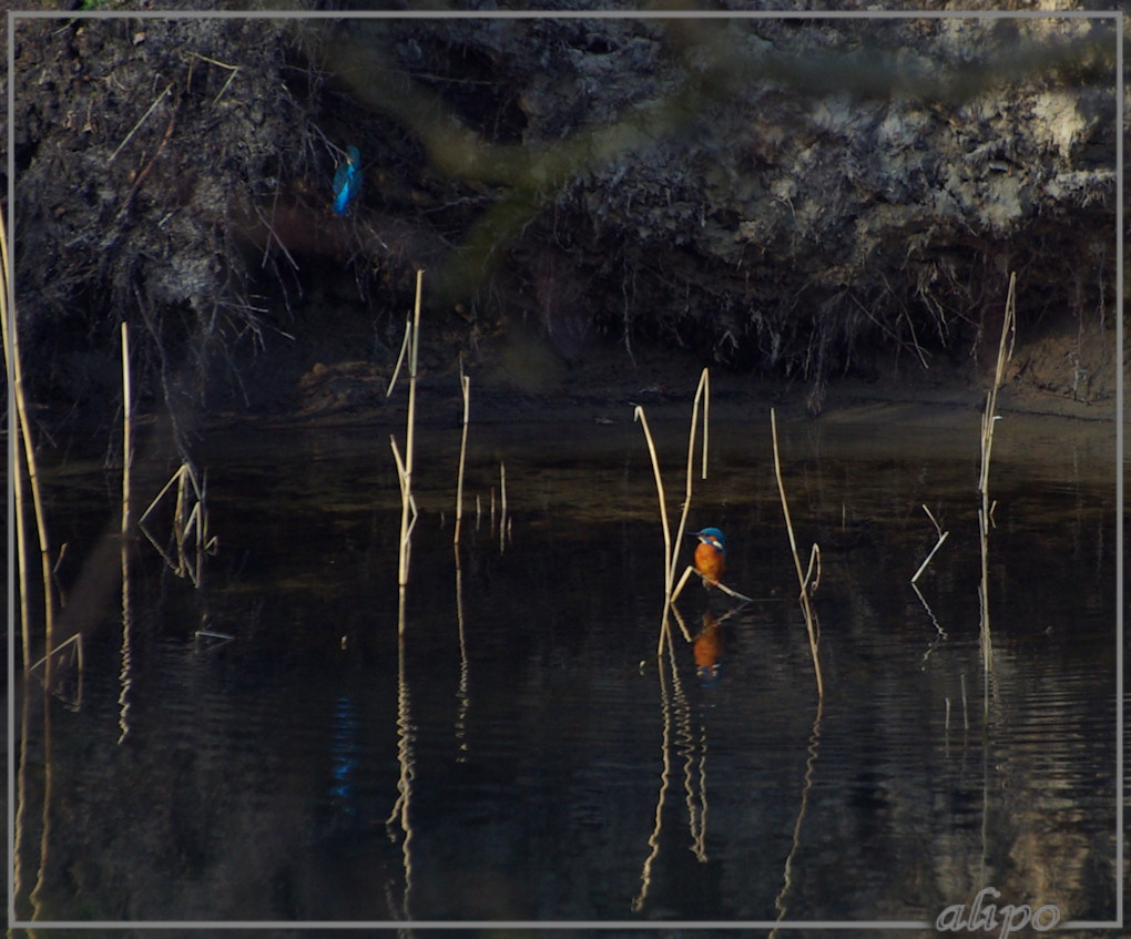 20140312_1557ijsvogels_Oase_AWD (9)