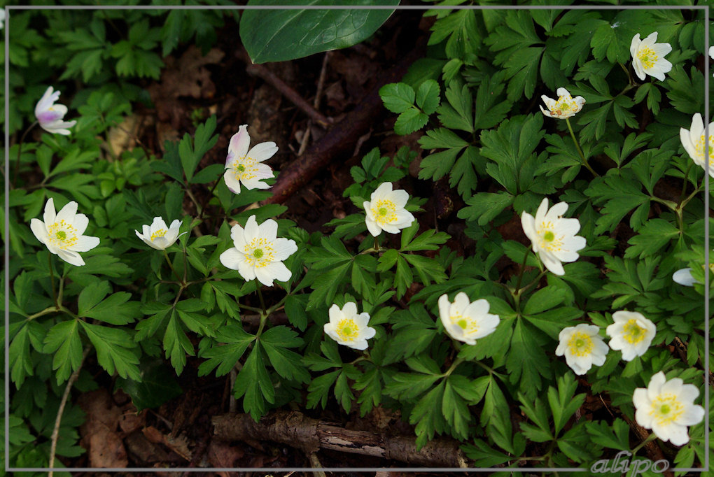 20140313_1705bosanemonen_Bloemendaal Pentax K10D 300mm