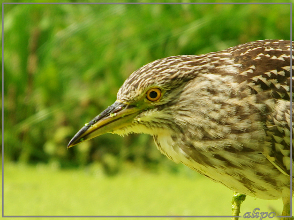 20140812_1409jonge_kwak_Overveen (32)