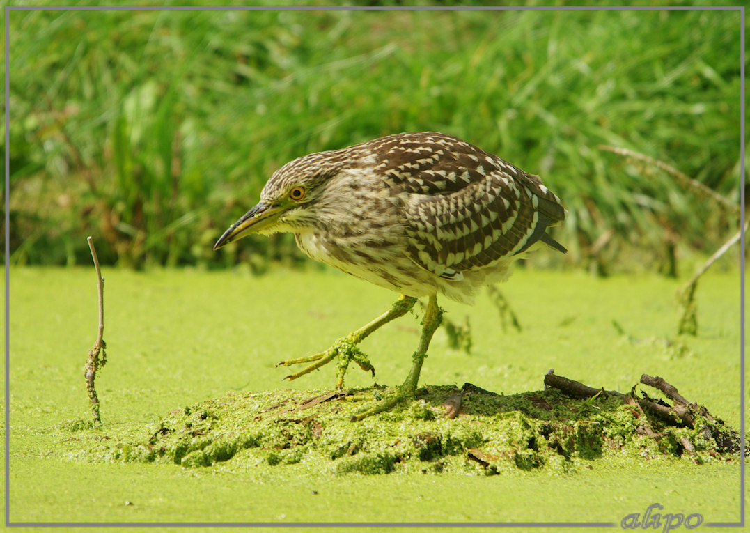 20140812_1409jonge_kwak_Overveen (33)