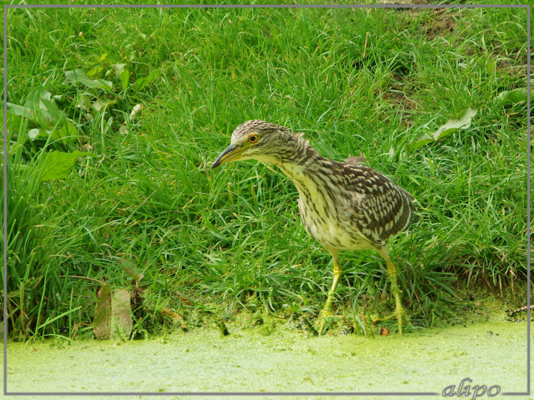 20140812_1409jonge_kwak_Overveen (5)