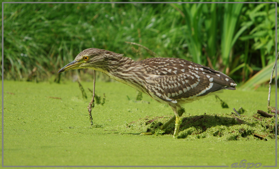 20140812_1409jonge_kwak_Overveen (62)