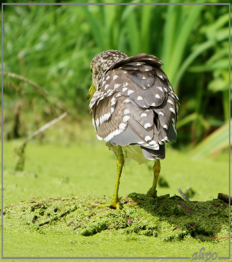 20140812_1419jonge_kwak_Overveen (19)