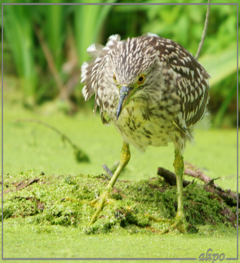 20140812_1419jonge_kwak_Overveen (45)