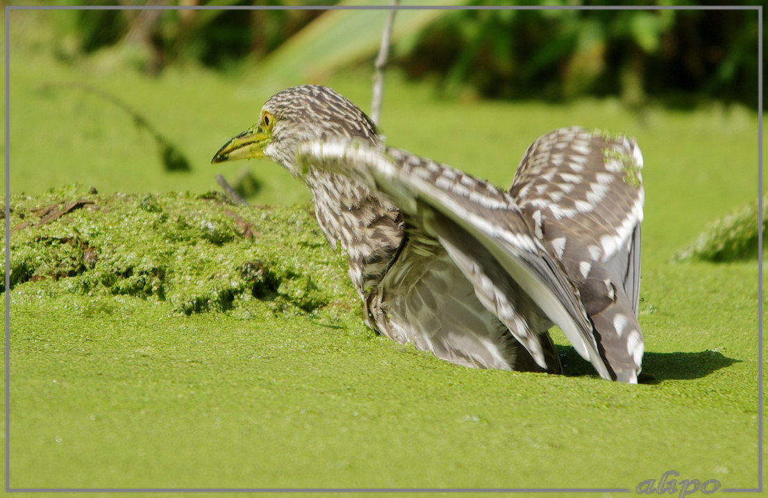 20140812_1419jonge_kwak_Overveen (55)