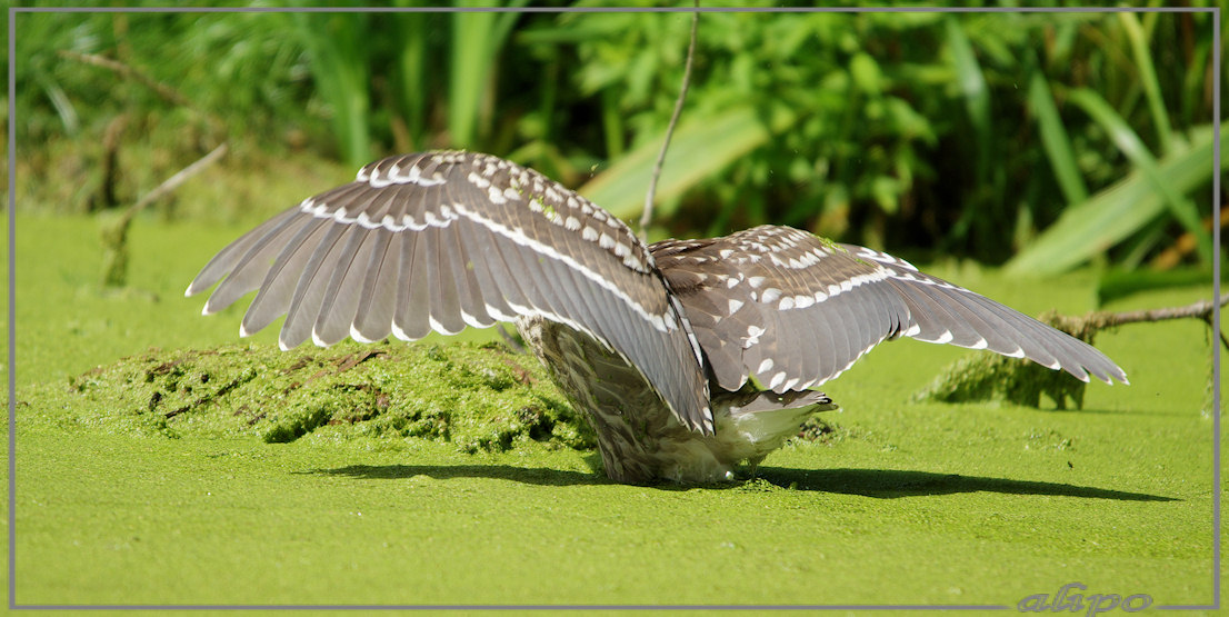 20140812_1419jonge_kwak_Overveen (56)