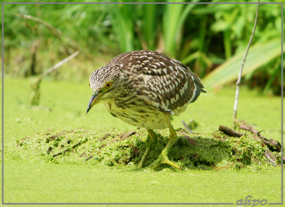 20140812_1419jonge_kwak_Overveen (8)