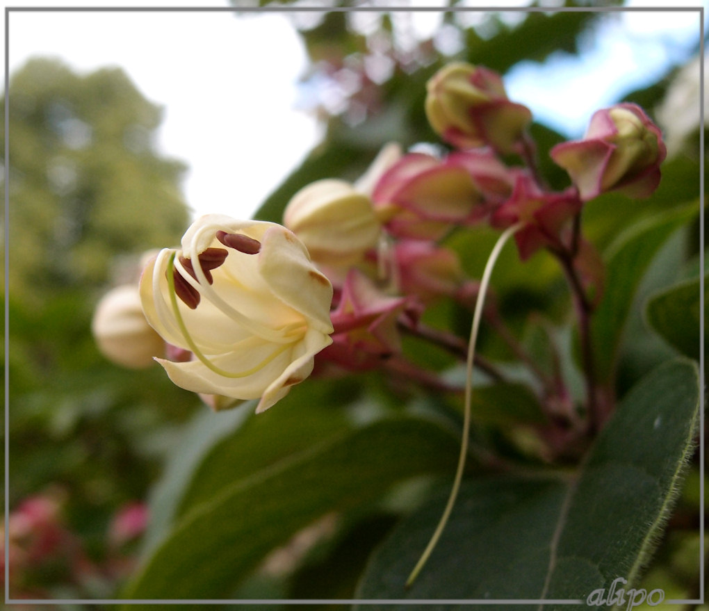 Clerodendron