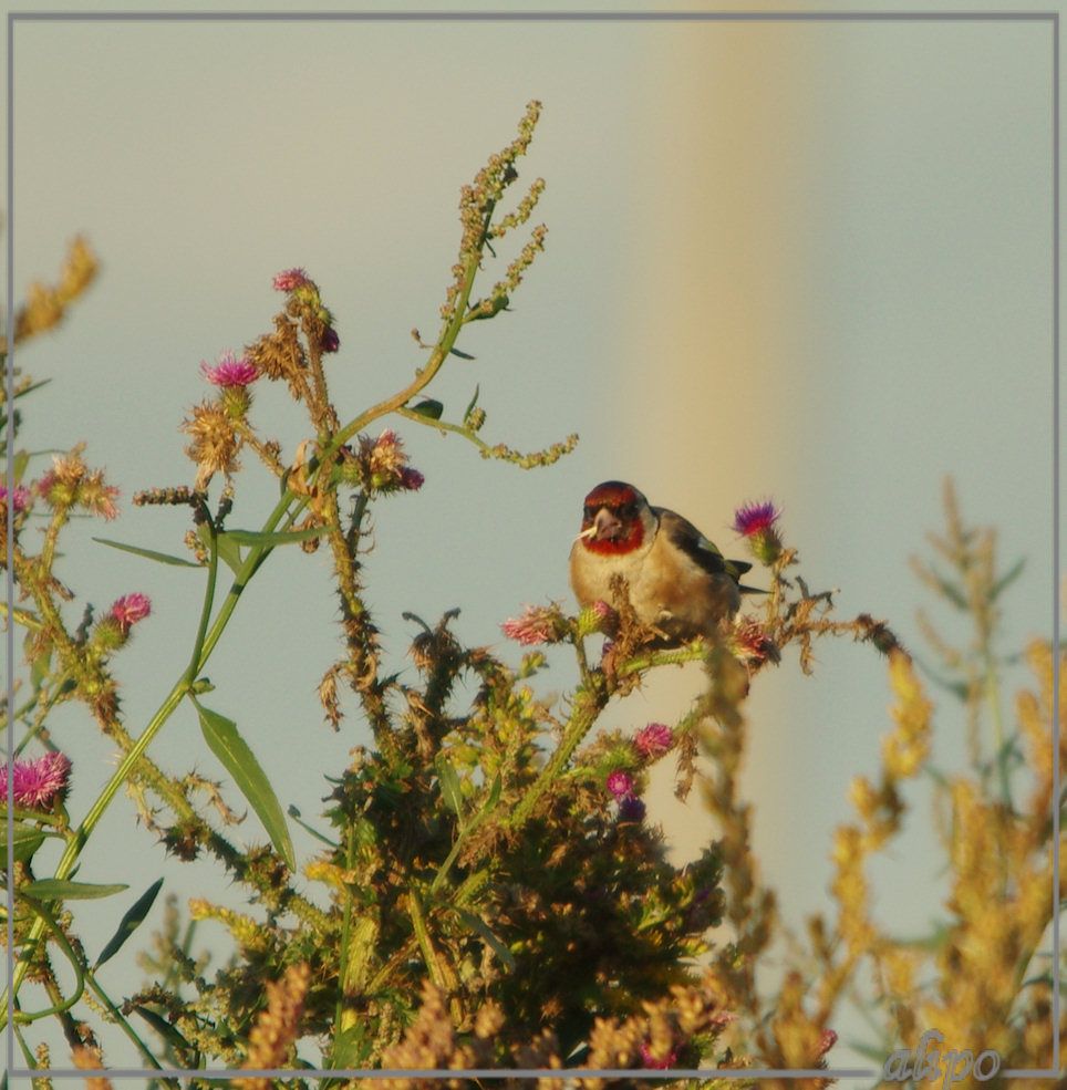 20140823_1947puttertjes_IJmuiderstraatweg Pentax K5ii 400mm