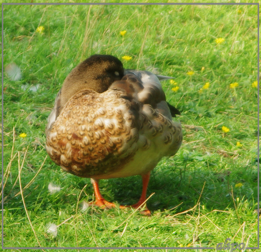 20140826_1745eenden_Schoonenberg Pentax K5ii 400mm