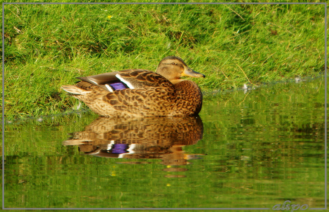 20140826_1746eend_Schoonenberg3