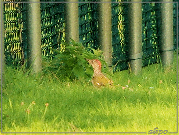 20140826_1756groene_specht_sportterrein