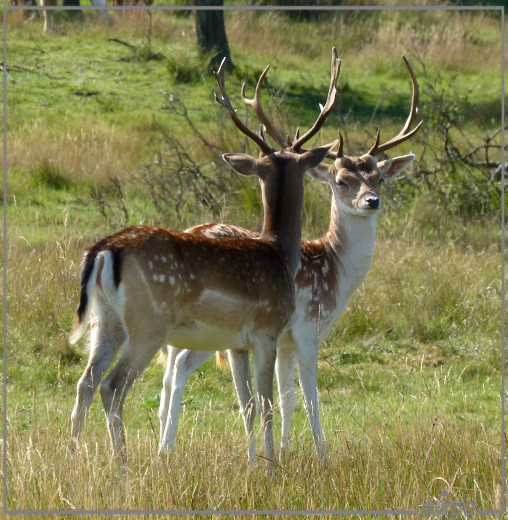 20140903_1520damherten_AWD