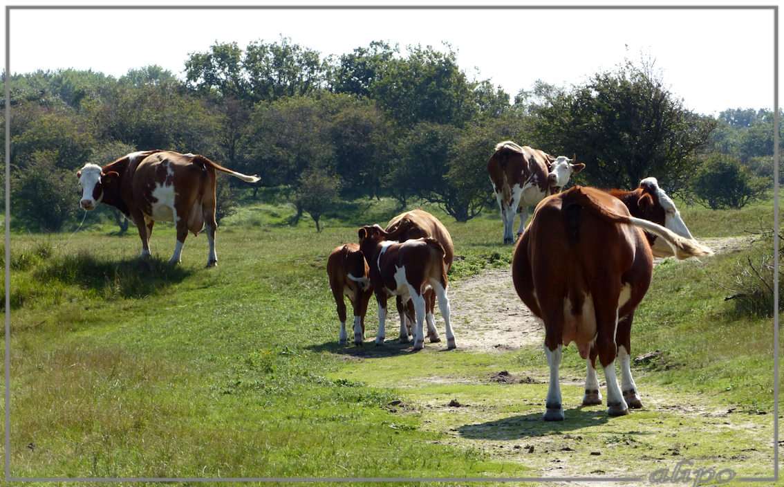 20140903_1520koeien_AWD (12)