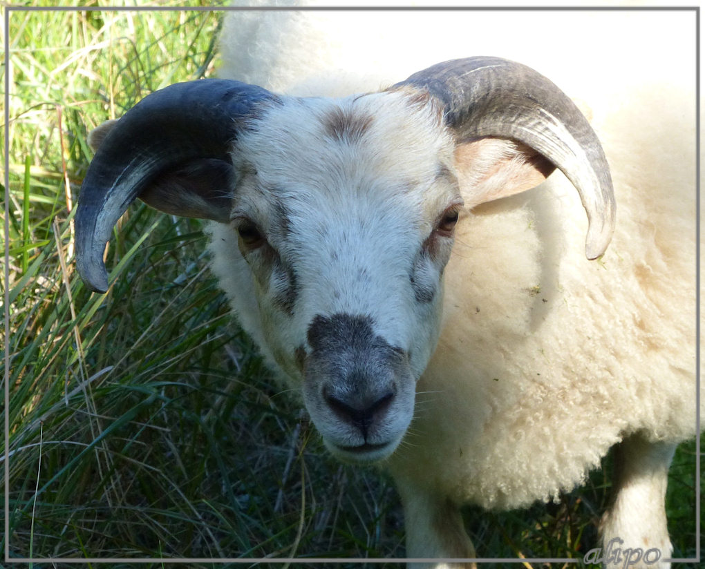 20140903_1601schaap_AWD4