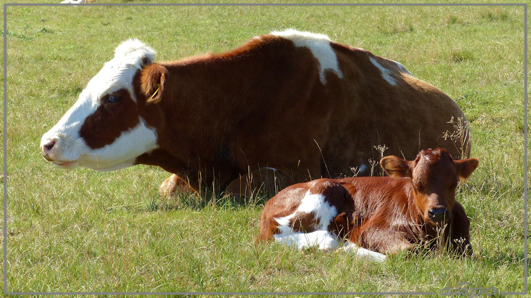 20140903_1618koeien_AWD (9)