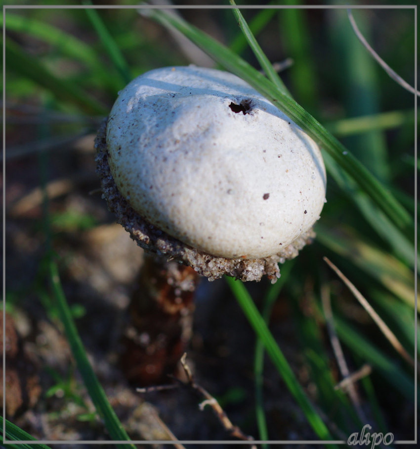 20140903_1631gesteelde_stuifbal_AWD (2) Pentax K5 macro