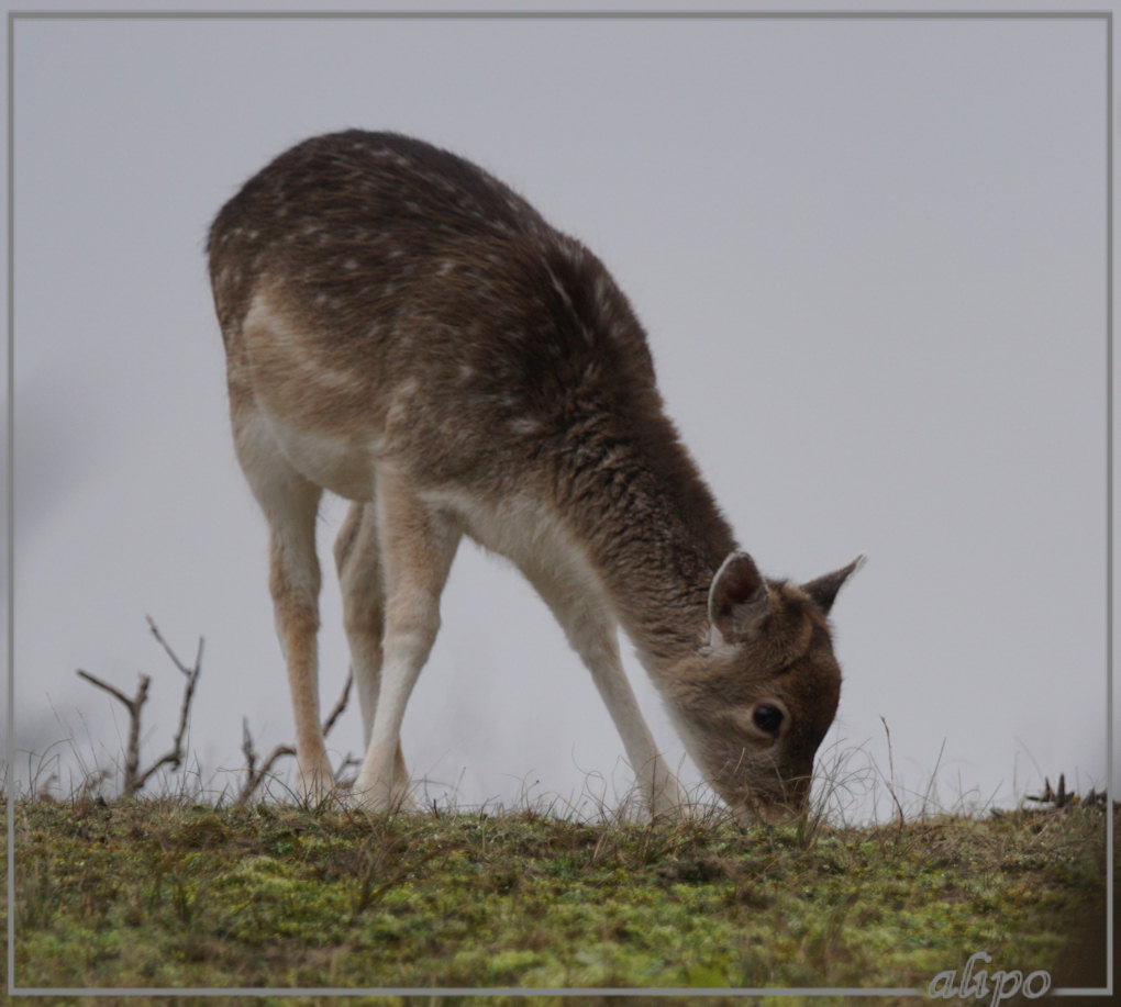 20150105_1345hertje_AWD_Panneland (3) Sony A77ii 400mm