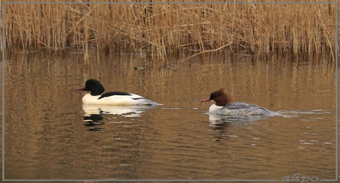 20150105_1407man_vrouw_grote_zaagbek_AWD_Panneland (20)