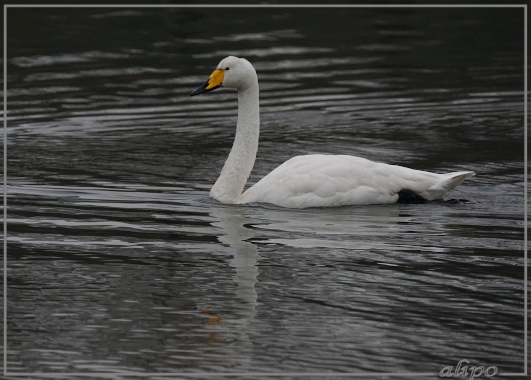 20150105_1417wilde_zwanen_AWD_Panneland (6)