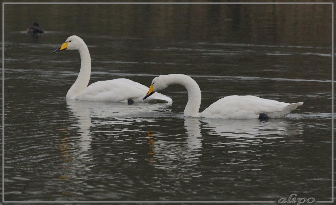 20150105_1417wilde_zwanen_AWD_Panneland (8)