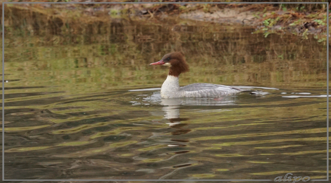 20150105_1426vrouw_grote_zaagbek_AWD_Panneland