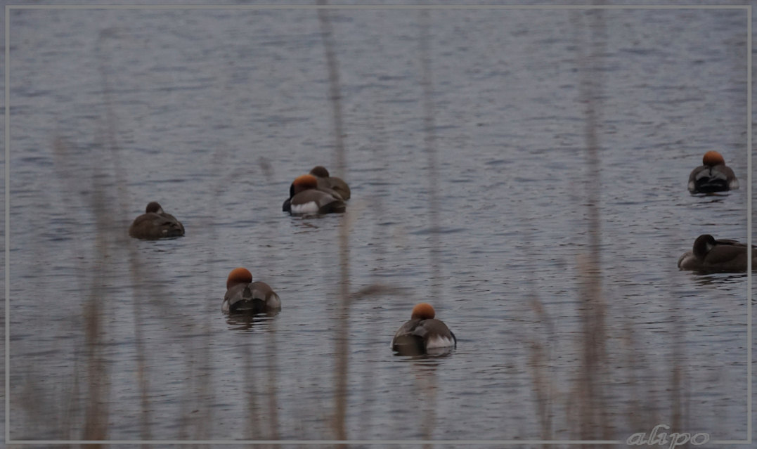 20150105_1444krooneenden_AWD_Panneland (1)