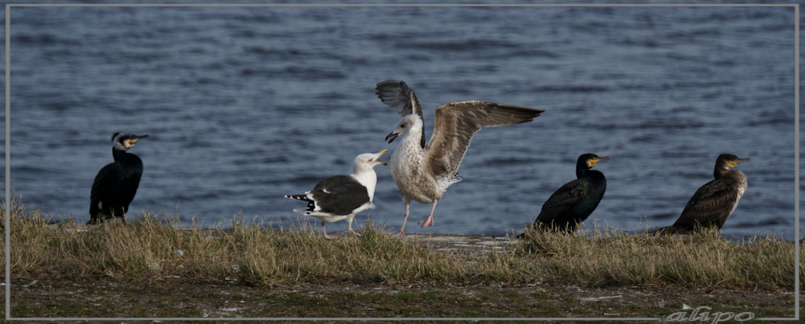 20150305_1618grote_mantelmeeuw_aalscholvers_sluizen (8) Sony A77ii 400mm