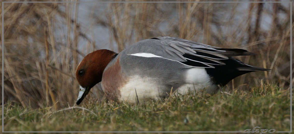 20150306_1618smient_Gruijterslandje (2) Sony A77ii 400mm